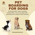 Dog Boarding Near Me &ndash; Safe, Caring & Comfortable Stay For Your Pet