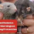 Trusted Rodents Control Mornington For Lasting Protection