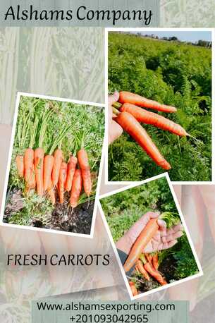 San José, Farm & Garden, Fresh Carrots