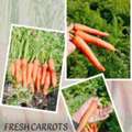 Fresh Carrots