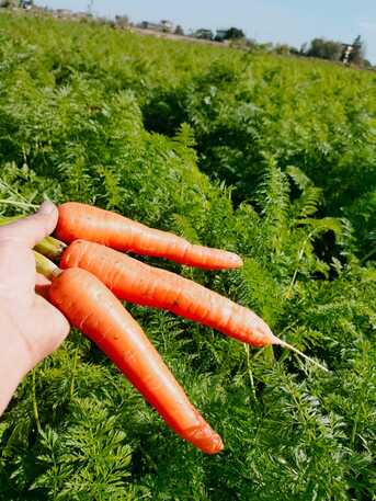 San José, Farm & Garden, Fresh Carrots