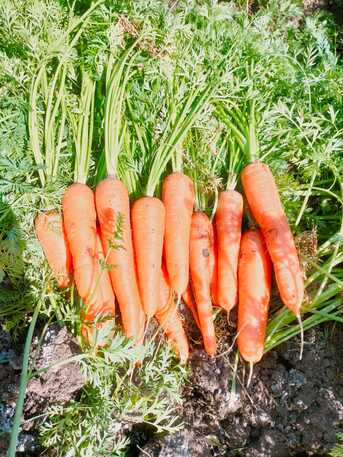 San José, Farm & Garden, Fresh Carrots