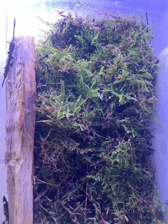 Riyadh, Farm & Garden, SAR 30,  Natural Live Moss Available