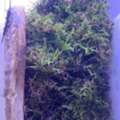 SAR 30,  Natural Live Moss Available