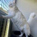Safe & Loving Cat Boarding Sydney