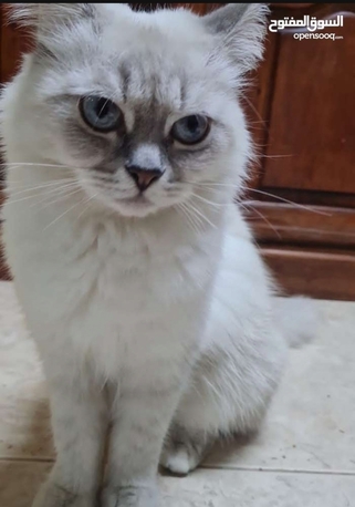 Riyadh, Pet Supplies, SAR 1,  Female Cat For Adoption