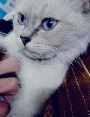 Riyadh, Pet Supplies, SAR 1,  Female Cat For Adoption