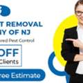 Professional Mice Control In NJ Services