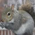 Expert Squirrel Control In NJ Solutions