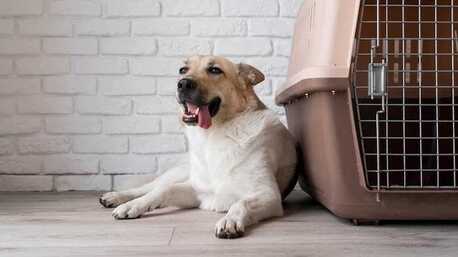 Noida, Pet Sitting, Dog Hostel In Noida