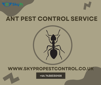 London, Pest Control, Trusted Ant Pest Control Service For Homes & Businesses