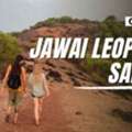 Jawai Leopard Safari