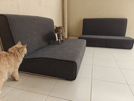 Riyadh, Furniture, SAR 150,  Majis Sofa