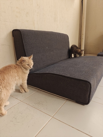 Riyadh, Furniture, SAR 150,  Majis Sofa