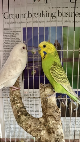 Azizia, Pet Adoption, Beautiful And Healthy Budgies Lovebirds