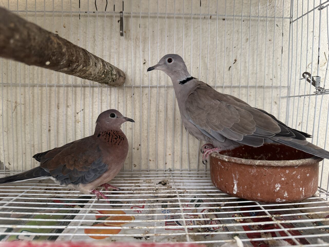 Al Aziziyah, Pet Adoption, Beautiful Pet Birds Available For Birds Lover