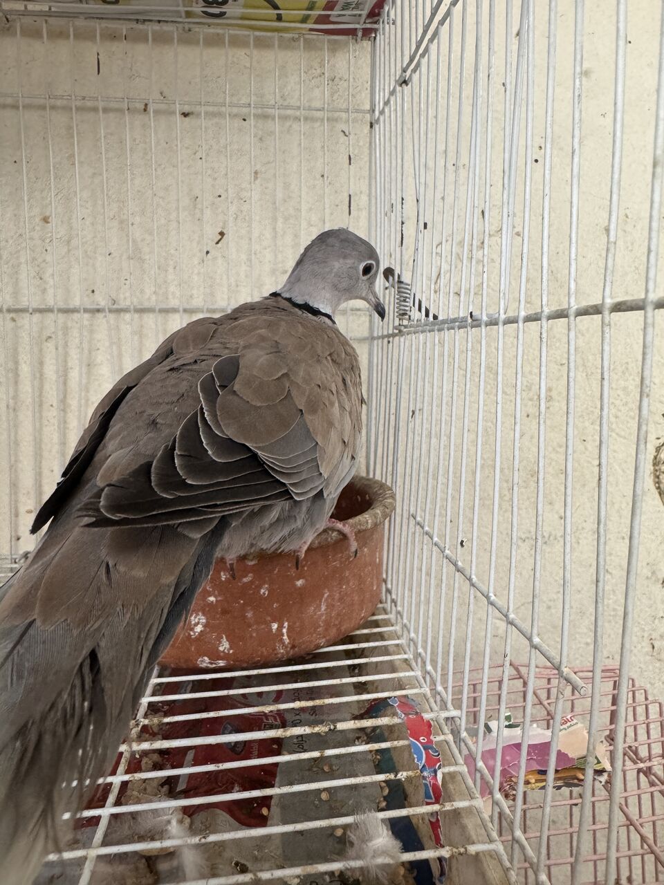 Al Aziziyah, Pet Adoption, Beautiful Pet Birds Available For Birds Lover