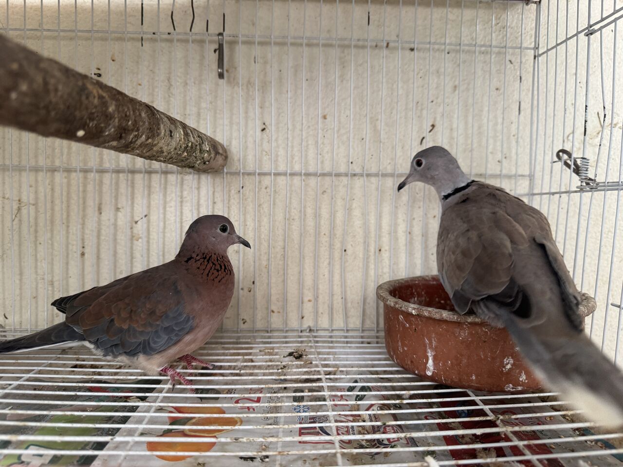 Al Aziziyah, Pet Adoption, Beautiful Pet Birds Available For Birds Lover