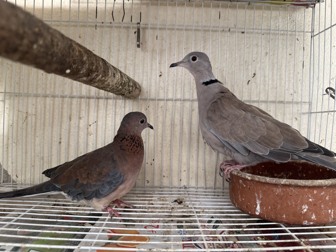 Al Aziziyah, Pet Adoption, Beautiful Pet Birds Available For Birds Lover