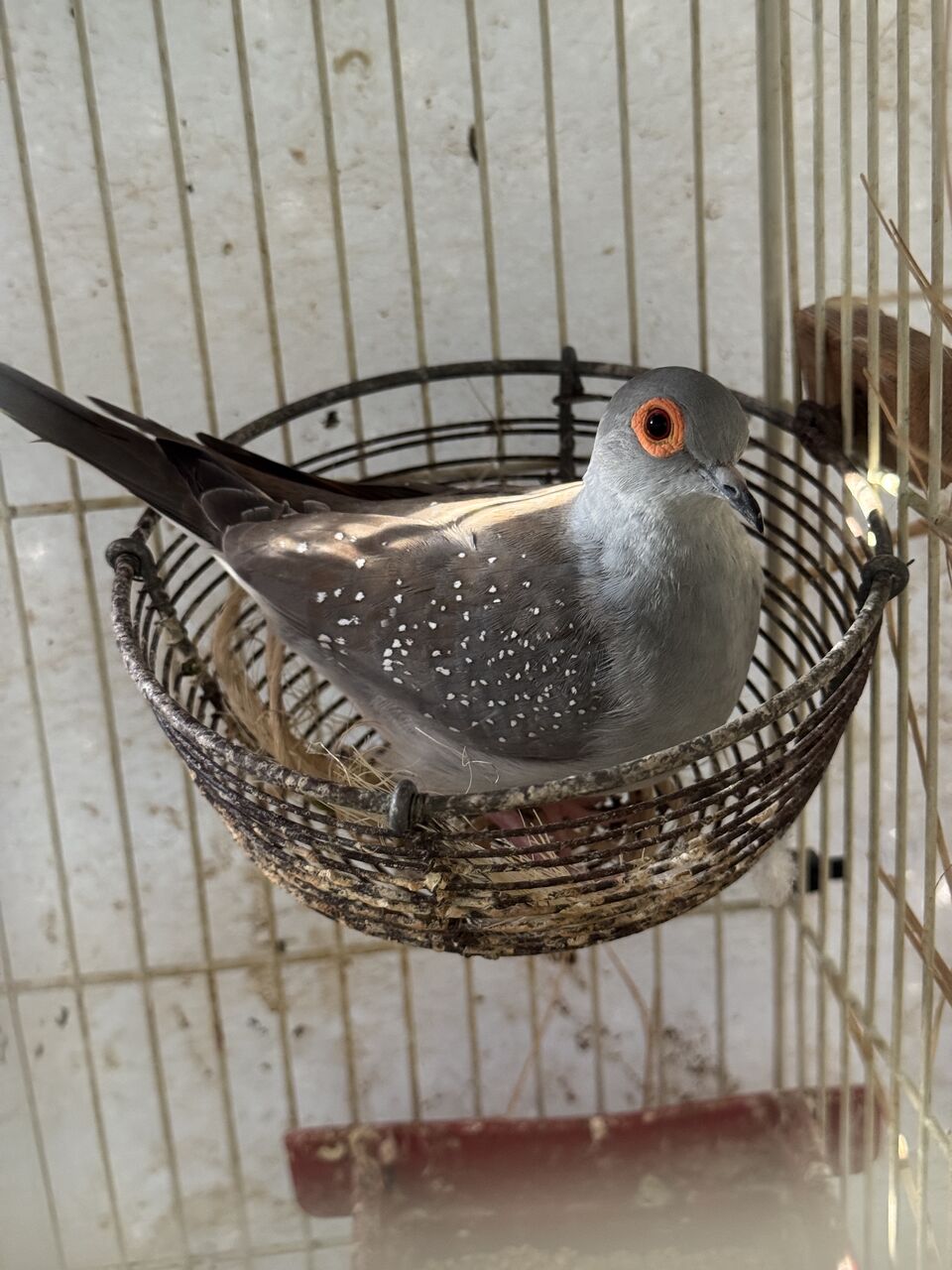 Al Aziziyah, Pet Adoption, Beautiful Pet Birds Available For Birds Lover