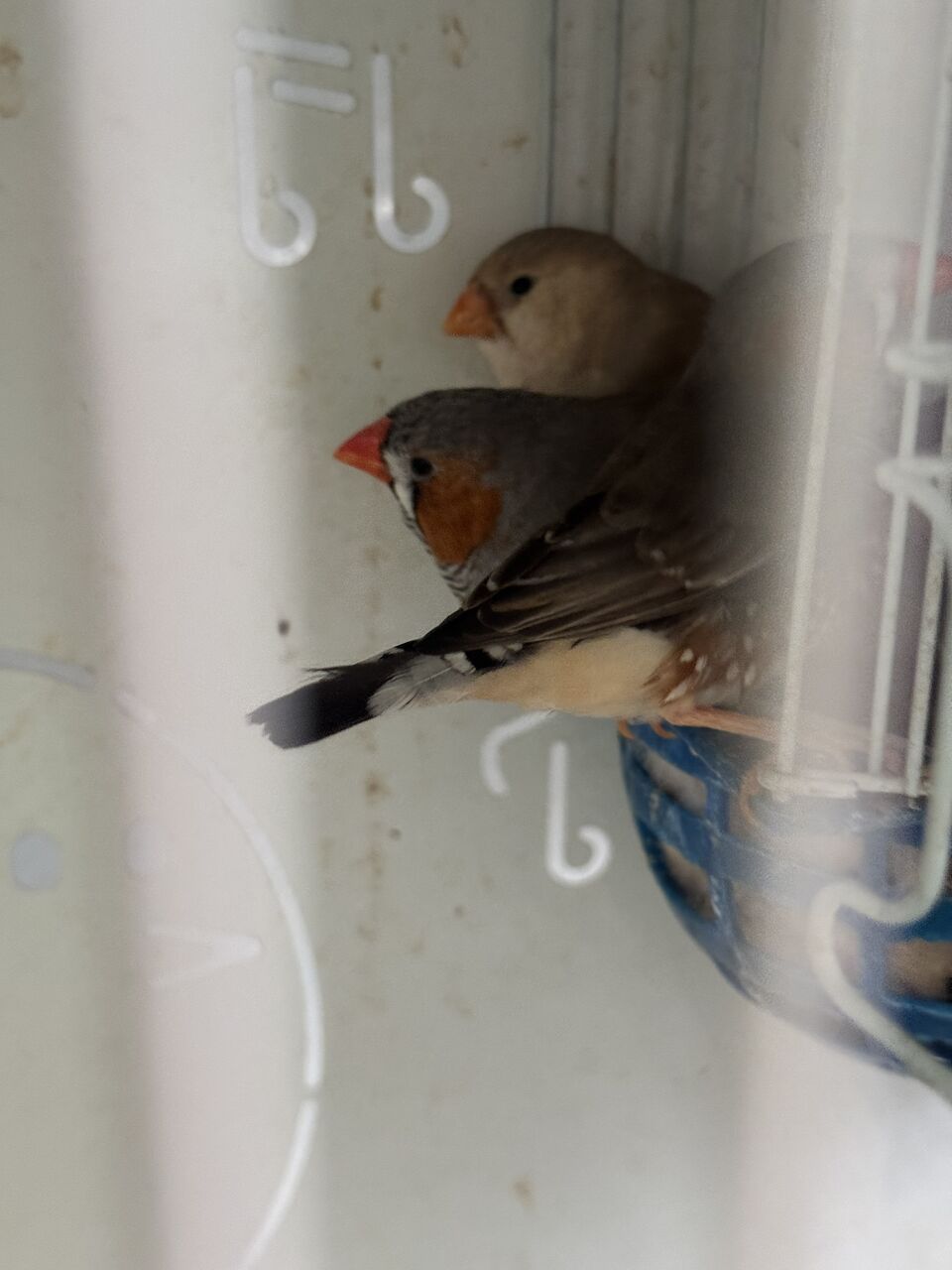 Al Aziziyah, Pet Adoption, Beautiful Pet Birds Available For Birds Lover