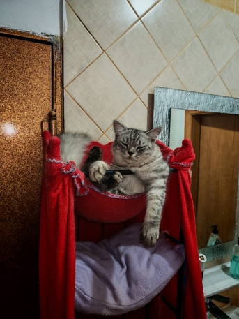 Riyadh, Pet Adoption, Male Cat For Free Adoption In Riyadh