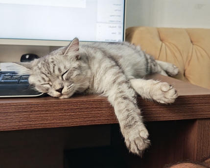 Riyadh, Pet Adoption, Male Cat For Free Adoption In Riyadh