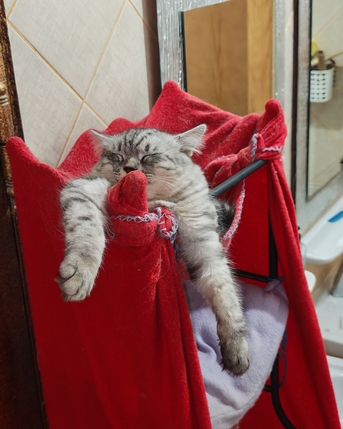 Riyadh, Pet Adoption, Male Cat For Free Adoption In Riyadh