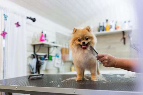 Noida, Pet Sitting, Dog Grooming In Noida