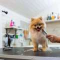 Dog Grooming In Noida