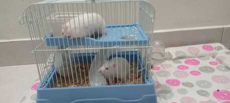 Salmaniya, Pet Adoption, Hamsters For Free 2 Nos