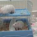 Hamsters For Free 2 Nos