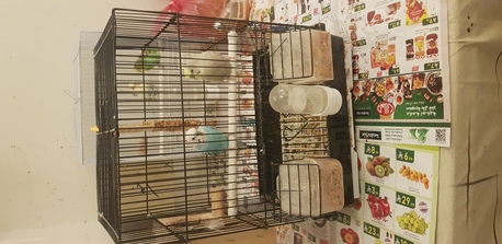 Bani Malik, Pet Supplies, SAR 1,  Attention Birds Lovers!!!!!
