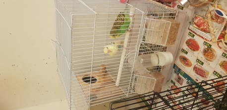 Bani Malik, Pet Supplies, SAR 1,  Attention Birds Lovers!!!!!
