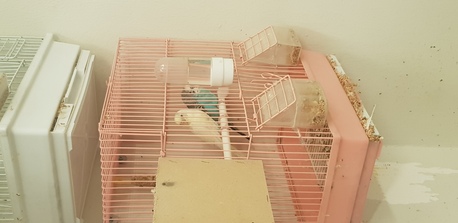 Bani Malik, Pet Supplies, SAR 1,  Attention Birds Lovers!!!!!