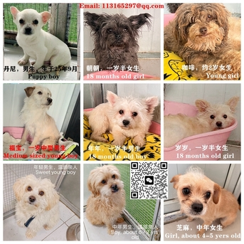 Beijing, Pet Adoption, Dogs And Cats Urgently Need Adopter/foster Families In Beijing!