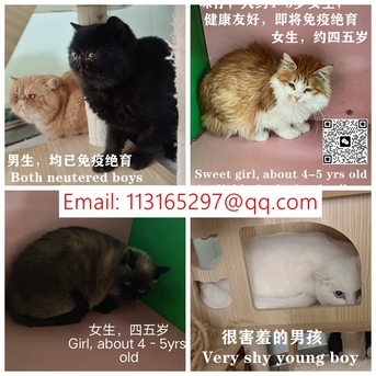 Beijing, Pet Adoption, Dogs And Cats Urgently Need Adopter/foster Families In Beijing!