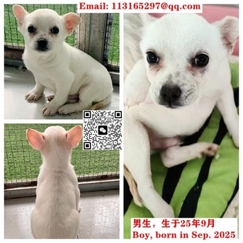 Beijing, Pet Adoption, Dogs And Cats Urgently Need Adopter/foster Families In Beijing!