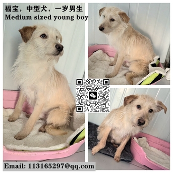 Beijing, Pet Adoption, Dogs And Cats Urgently Need Adopter/foster Families In Beijing!