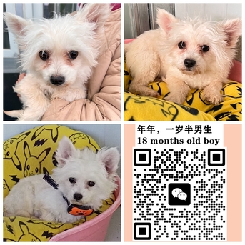 Beijing, Pet Adoption, Dogs And Cats Urgently Need Adopter/foster Families In Beijing!