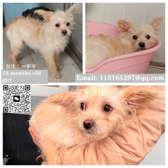 Beijing, Pet Adoption, Dogs And Cats Urgently Need Adopter/foster Families In Beijing!