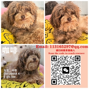 Beijing, Pet Adoption, Dogs And Cats Urgently Need Adopter/foster Families In Beijing!