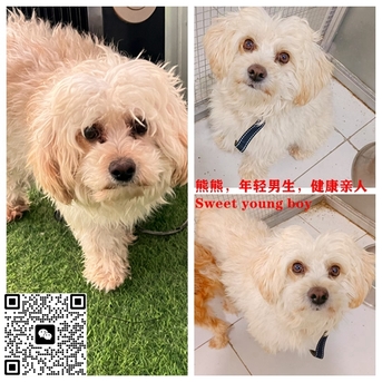 Beijing, Pet Adoption, Dogs And Cats Urgently Need Adopter/foster Families In Beijing!