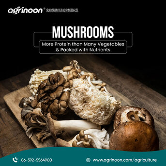 Guangzhou, Farm/Garden, Fresh Shiitake Mushroom Spawn Available