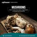Fresh Shiitake Mushroom Spawn Available