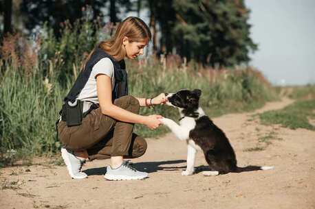 Noida, Pet Sitting, Dog Training In Noida