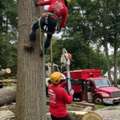Professional Tree Removal Services In NJ