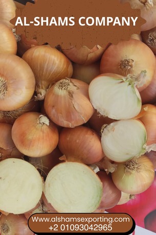 Muscat, Farm & Garden, Premium Golden Onions