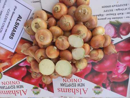 Muscat, Farm & Garden, Premium Golden Onions