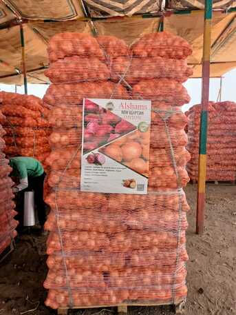 Muscat, Farm & Garden, Premium Golden Onions